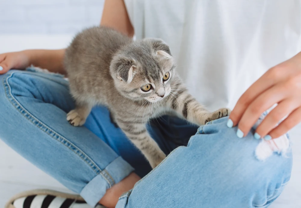 indoor camera pet